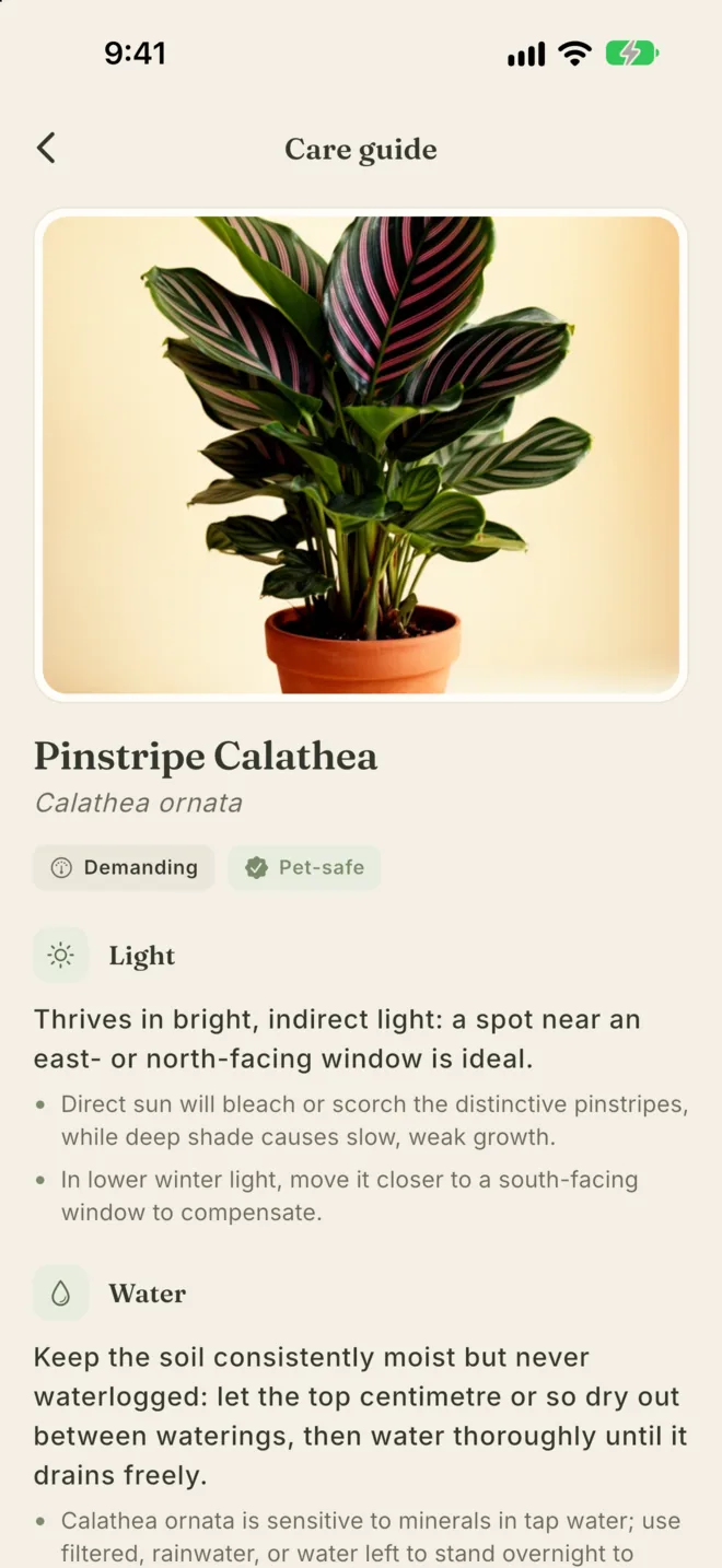 The care guide for Pinstripe Calathea, marked pet-safe, with light and water advice